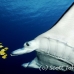 ray_manta_h_00005_yap0170.jpg